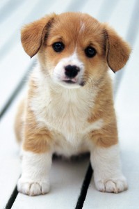 Cute-Puppy-iphone-4s-wallpaper-ilikewallpaper_com