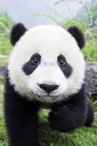 Panda-Bear-Closeup-iphone-4s-wallpaper-ilikewallpaper_com