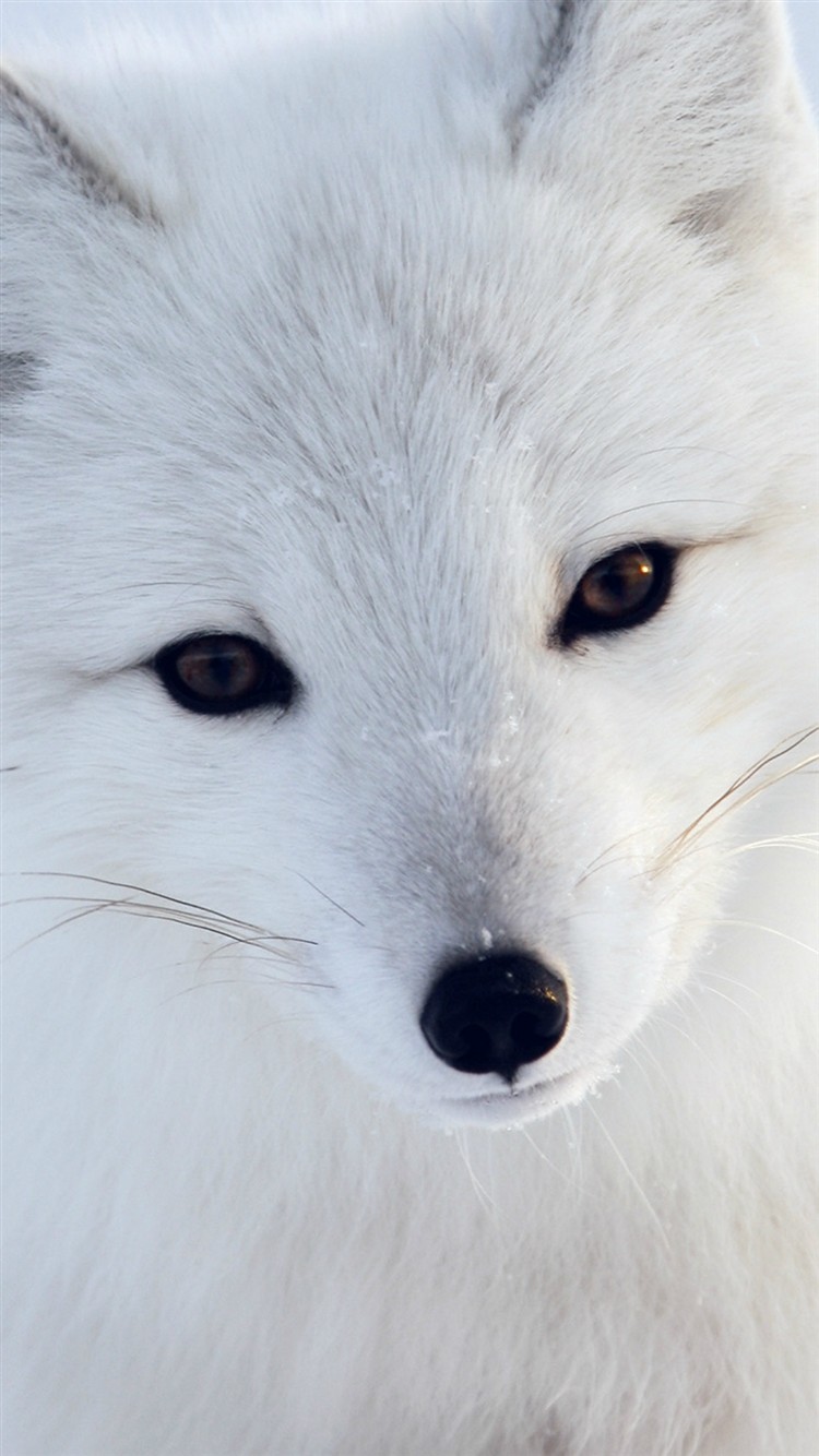 Artic-Fox-White-Animal-Cute-iPhone-6-wallpaper-ilikewallpaper_com_750
