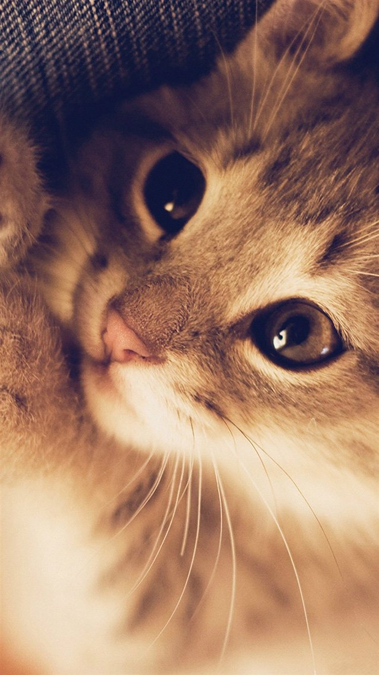 Cute-Cat-Kitten-Nature-Animal-iPhone-6-wallpaper-ilikewallpaper_com_750