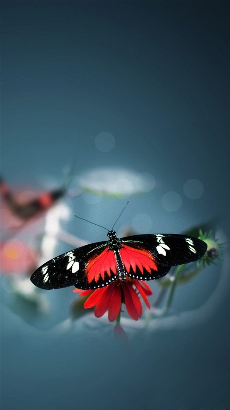 Nature-Beautiful-Butterfly-Animal-Flower-Water-Blur-iPhone-6-wallpaper-ilikewallpaper_com_750