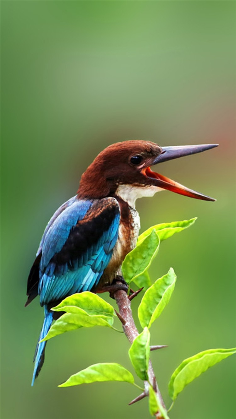 Nature-Beautiful-Tweet-Kingfisher-iPhone-6-wallpaper-ilikewallpaper_com_750
