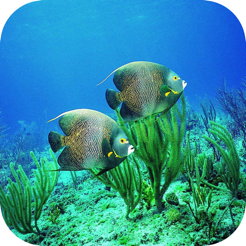 ‎Under Water Sea HD Wallpaper
