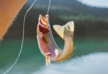 Лучшая рыбалка на iPhone