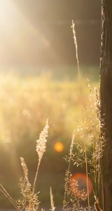 Sunshine-Field-Tree-Light-Flare-Weed-iphone-5s-parallax-wallpaper-ilikewallpaper_com