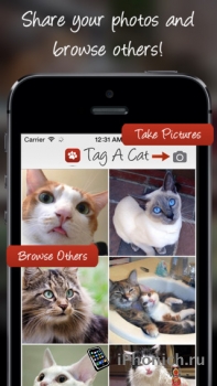 Tag A Cat - Instagram для котов
