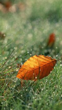 Brown-Fall-Leaf-On-Dew-Grassland-iPhone-6-plus-wallpaper-ilikewallpaper_com