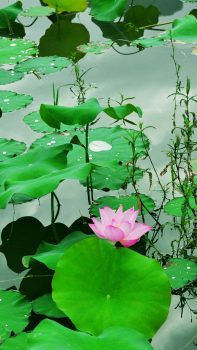 Fresh-Lotus-Pond-iPhone-6-plus-wallpaper-ilikewallpaper_com