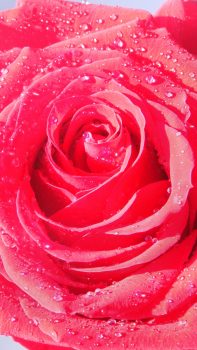 Rose-Macro-Drops-Dew-Flower-iPhone-6-plus-wallpaper-ilikewallpaper_com