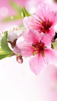 Spring-Plum-Blossom-Branch-Macro-iPhone-6-plus-wallpaper-ilikewallpaper_com